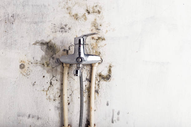 Best Toxic Mold Removal  in Blue Mound, TX