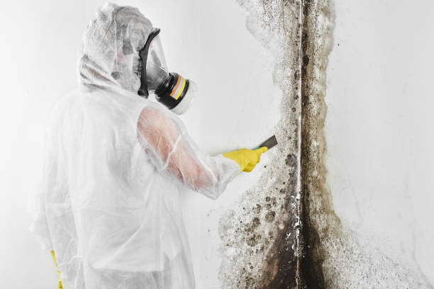 Best Certified Mold Removal  in Blue Mound, TX