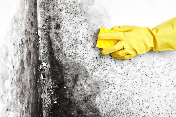 Best Mold Removal Process  in Blue Mound, TX