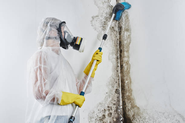 Mold Removal Process in Blue Mound, TX