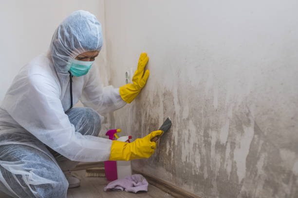 Best Office Mold Removal Services  in Blue Mound, TX