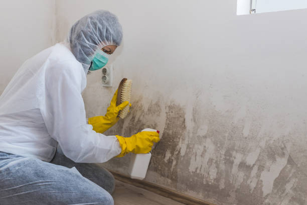 Best Local Mold Removal Service  in Blue Mound, TX