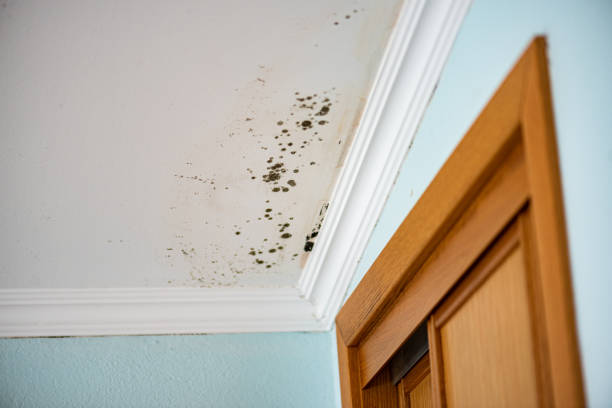 Best Mold Damage Repair  in Blue Mound, TX