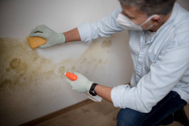Best Mold Removal Process  in Blue Mound, TX