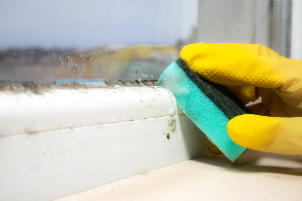 Trusted Blue Mound, TX Mold Removal Experts