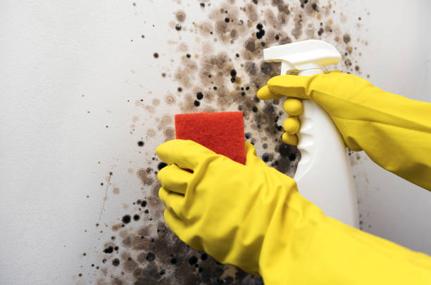 Best Black Mold Removal  in Blue Mound, TX