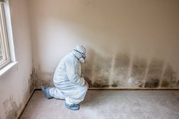 Best Residential Mold Removal  in Blue Mound, TX