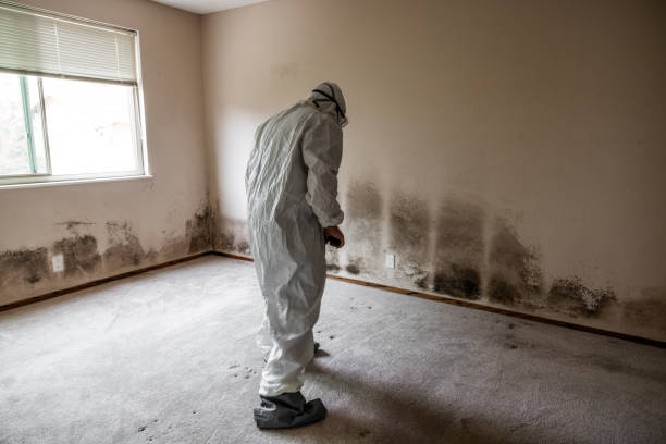 Best Home Mold Removal  in Blue Mound, TX