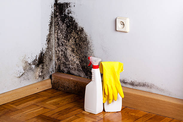 Professional Mold Removal in Blue Mound, TX