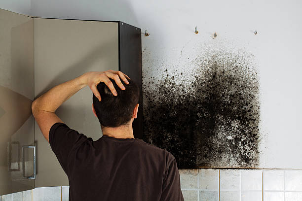 Best Affordable Mold Removal  in Blue Mound, TX