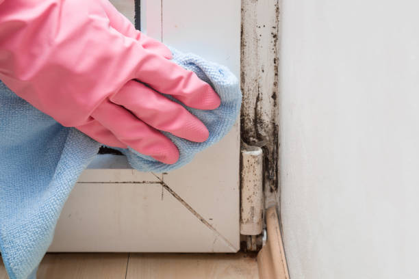 Best Fast Mold Removal  in Blue Mound, TX